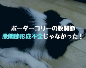 商人 酸度 小人 ハッカ 油 犬 猫 Magnumlife Net