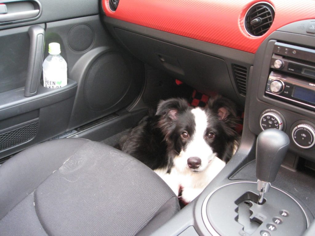 ボーダーコリーのティファニu2015｜売れ残りの小さなボーダーコリーとの 