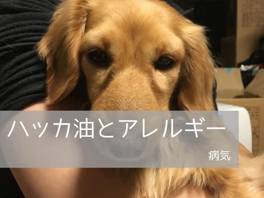 ハッカ油は犬や猫に安全 アレルギーに要注意 スプレーの作り方 わんこを優先しますが 何か