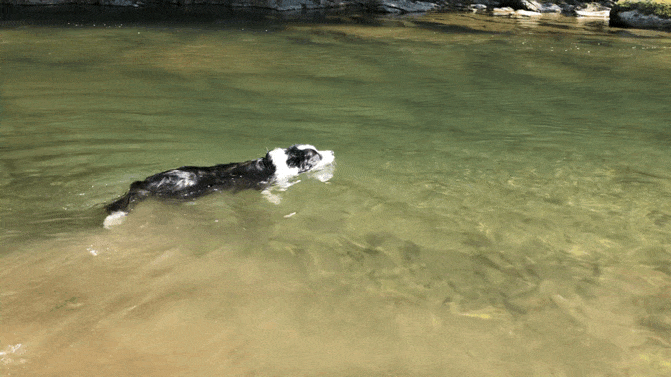 川で泳ぐボーダーコリーのティファニーの様子