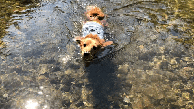 川で泳ぐダックスのモカの様子