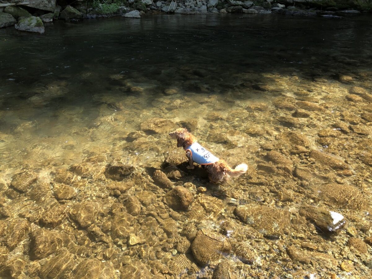 兵庫県の犬が遊べる川｜ダックスと一緒
