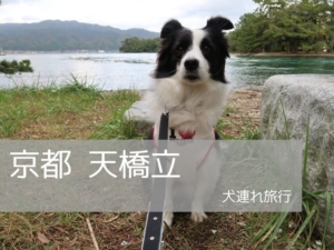 京都犬連れ 犬と旅行へ行ってきました おすすめ５選 わんこを優先しますが 何か