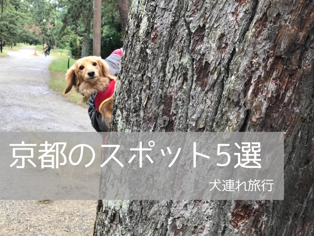 京都犬連れスポット