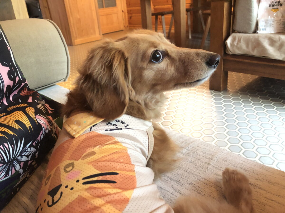 ソファーでくつろぐモカ
